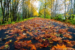 Whitehorse Trail, Leaves on Path