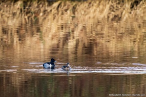 Ring-necked Ducks Pair, Look Both Ways, Lowlands Farm