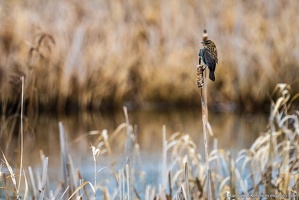 Red-winged Blackbird on Cattail, Lowlands Farm