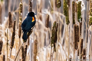 Red-winged Blackbird on Cattail, Wetlands