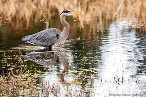 Great Blue Heron, Wading in the Wetlands
