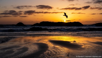 Seal Rock Sunset, Passing Seagull