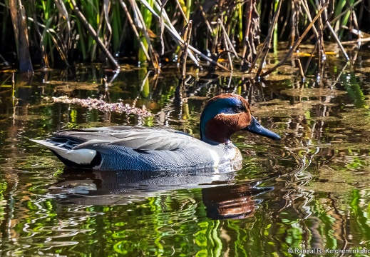 Green-winged Teal, Cruising the Reeds