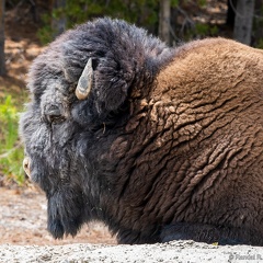 Bison Resting at Black Dragon's Caldron