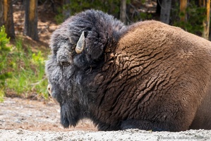 Bison Resting at Black Dragon's Caldron