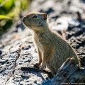 Ground Squirrel, Lamar Valley, Yellowstone
