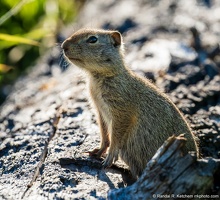Ground Squirrel, Lamar Valley, Yellowstone