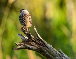 White-crowned Sparrow, Brody Pond Nature Preserve