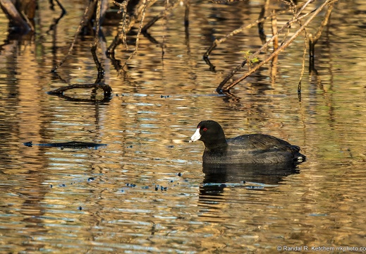 American Coot, Amongst the Branches