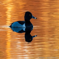 Ring-necked Duck, Like Water Off the Back