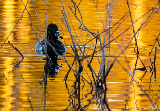 Ring-necked Duck, Amongst the Branches