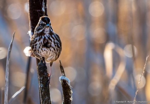 Song Sparrow, Brody Pond Nature Preserve