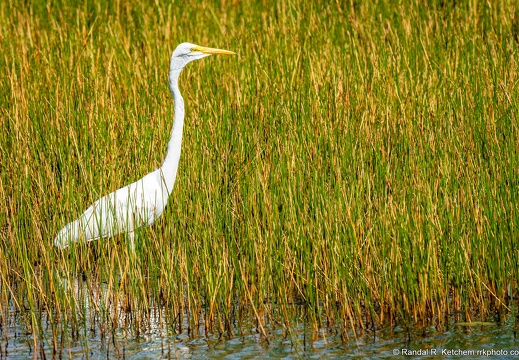 Great Egret, St. Marks National Wildlife Refuge, In The Reeds