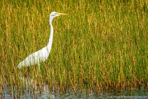 Great Egret, St. Marks National Wildlife Refuge, In The Reeds