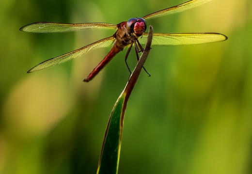 Dragonfly, St. Marks National Wildlife Refuge, Staring