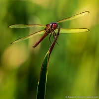 Dragonfly, St. Marks National Wildlife Refuge, Staring