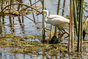 Little Blue Heron, Wakulla River, Fishing