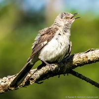 Northern Mockingbird, St. Marks National Wildlife Refuge, Hot