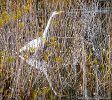 Great Egret in Puddin Head Lake