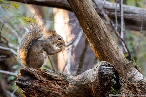 Eastern Gray Squirrel in Fred Gannon Rocky Bayou State Park