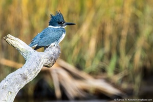 Belted Kingfisher, St. Marks National Wildlife Refuge, Watchful