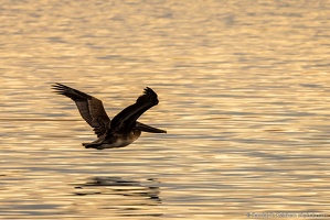 Brown Pelican Soaring, St. Marks National Wildlife Refuge