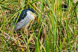 Great Blue Heron, St. Marks National Wildlife Refuge, Sleeping