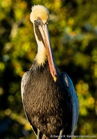 Brown Pelican Staring at Lake Lorraine at Sunset