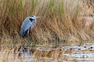 Great Blue Heron, St. Marks National Wildlife Refuge, An Island Alone