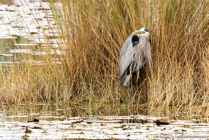 Great Blue Heron, St. Marks National Wildlife Refuge, Looking