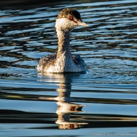 Horned Grebe Staring Me Down