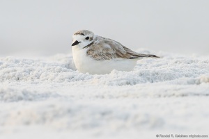 Piping Plover Resting, Okaloosa Island