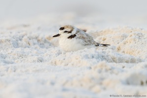 Piping Plover, Nearly Asleep, Okaloosa Island