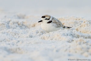 Piping Plover Bedding, Okaloosa Island