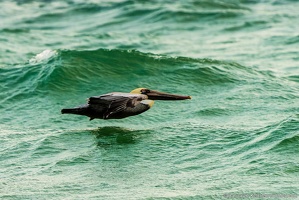 Brown Pelican Skimming the Waves, Okaloosa Island
