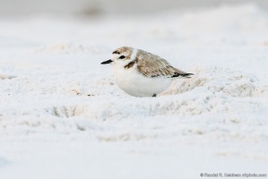 Piping Plover, Almost Bedding, Okaloosa Island