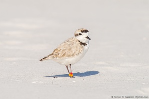 Piping Plover, Standing Tall, Okaloosa Island