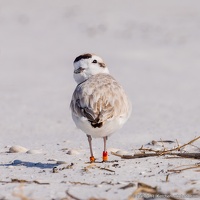 Piping Plover, You Looking At Me, Okaloosa Island