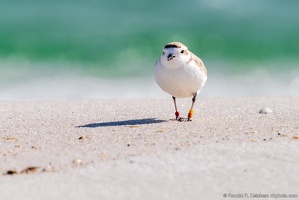 Piping Plover, Ignoring the Gulf, Okaloosa Island