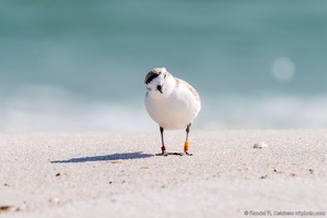 Piping Plover, Who Are You, Okaloosa Island