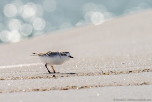 Piping Plover, On the Hunt, Okaloosa Island