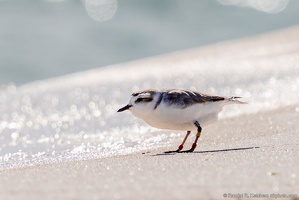 Piping Plover, Watching the Wave, Okaloosa Island