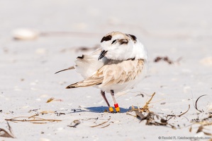 Piping Plover, Scratching the Itch, Okaloosa Island