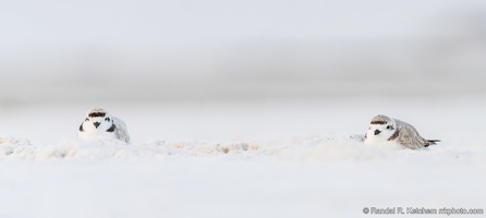 Piping Plover Pair, Okaloosa Island