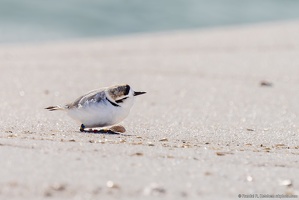 Piping Plover, Resting by a Shell, Okaloosa Island