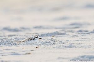 Piping Plover Chilling, Okaloosa Island