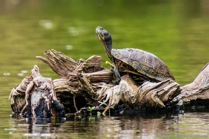 Turtle on a Log, Veterans Park Rookery