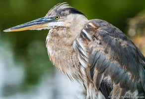 Juvenile Great Blue Heron, Veterans Park Rookery