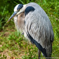 Great Blue Heron, Veterans Park Rookery, Watching the Pond