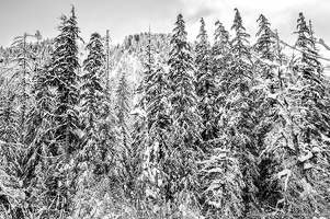 Snow Trees Along the South Fork Stillaguamish River